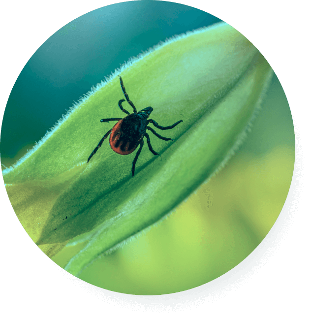 Photograph of deer tick crawling on plant